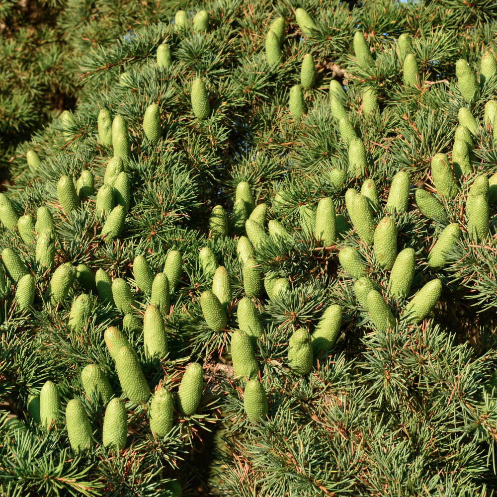 Atlas Cedarwood Essential Oil - Image 2