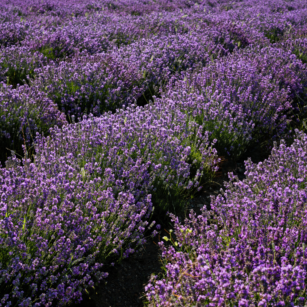 Lavender Bulgarian Roll-On - Image 2