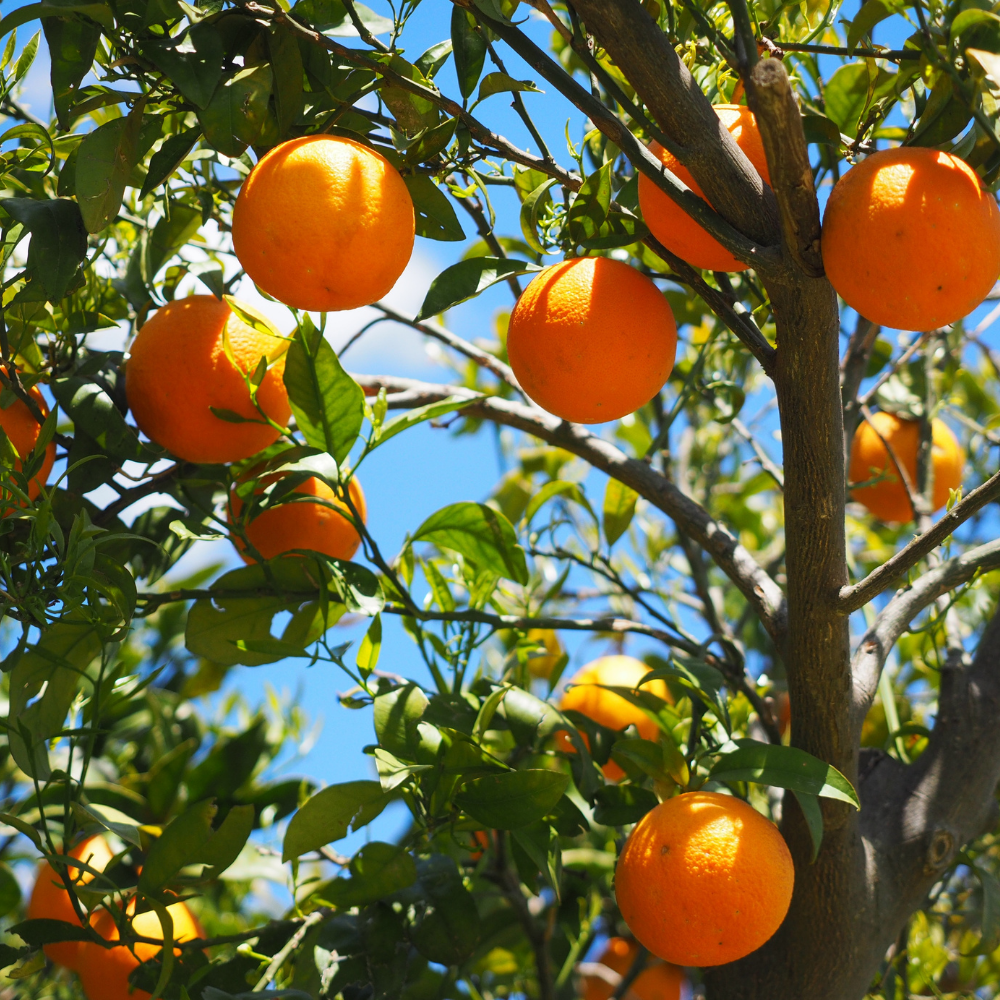 Sweet Orange Essential Oil - Image 2