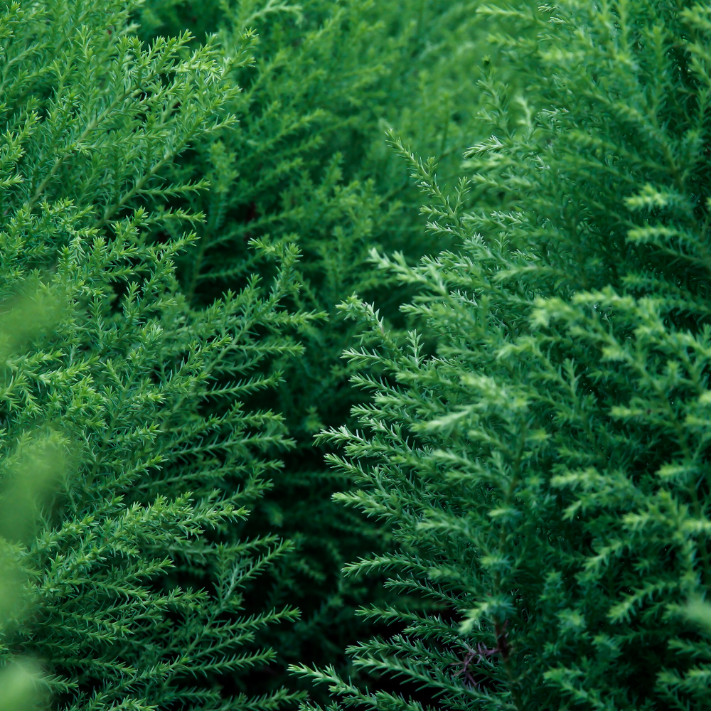 Cypress Essential Oil - Image 2