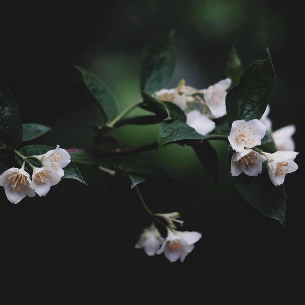 Evening Jasmine Perfume - Image 2