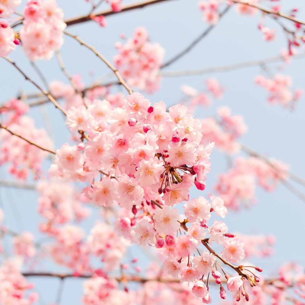 Japanese Cherry Blossom Fragrance Oil - Image 3