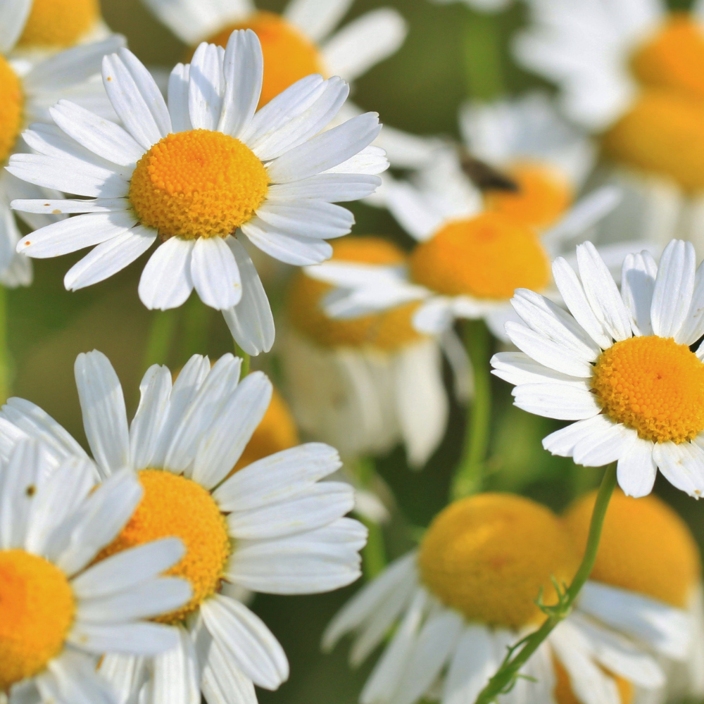 Roman Chamomile Roll-On - Image 2
