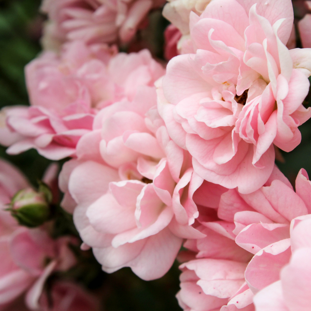 Rose Bulgarian Essential Oil - Image 2