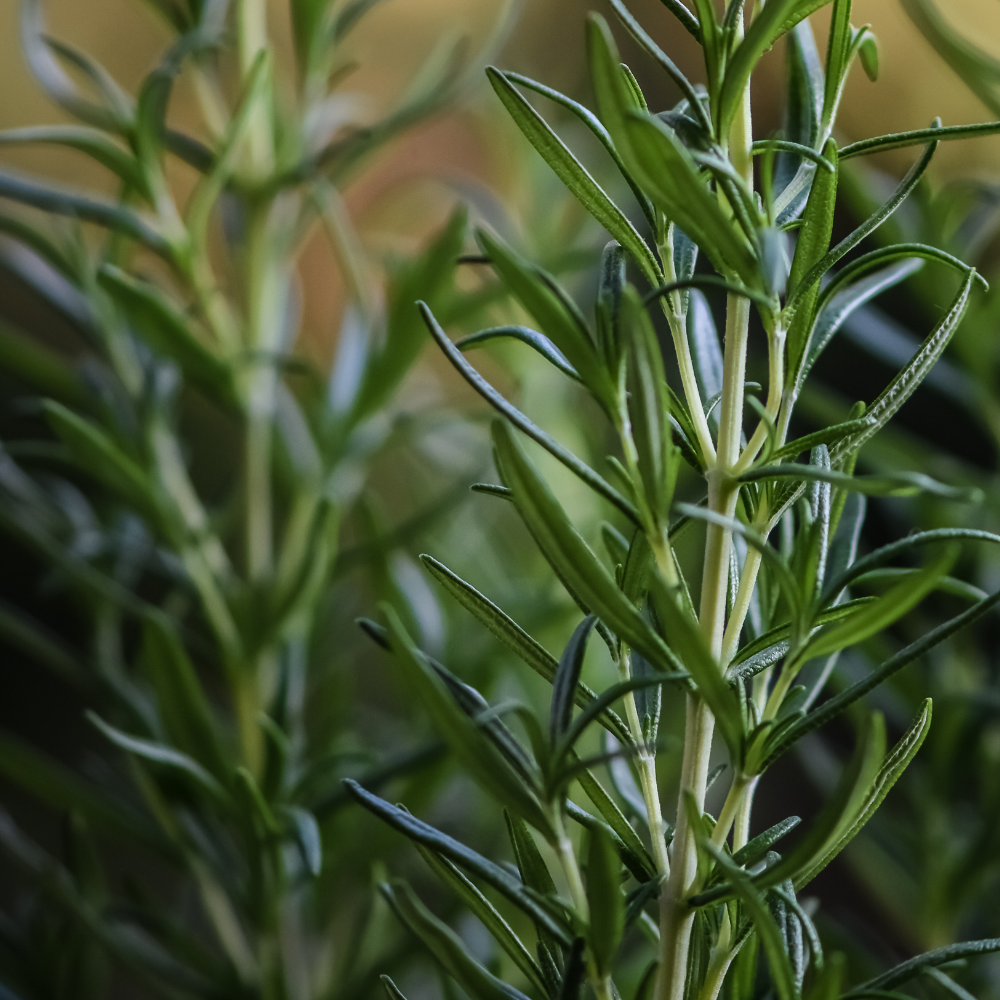 Rosemary Spanish Essential Oil - Image 2