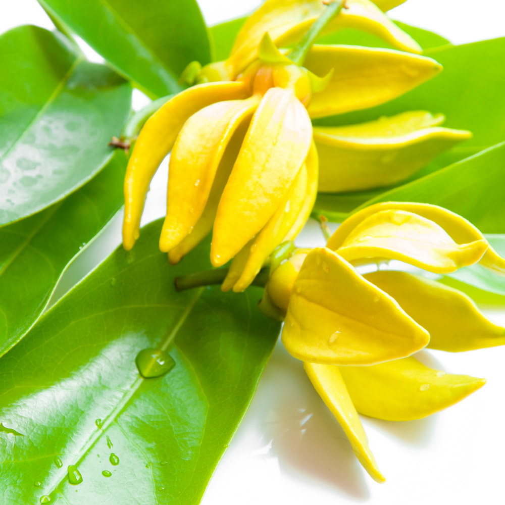 Ylang Ylang Roll-On - Image 2